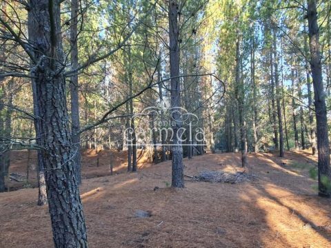 Parcela Venta en Los Ángeles — Parcela Bosque