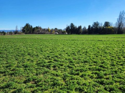 Loteo Venta en Concepción — Oportunidad Parcelas