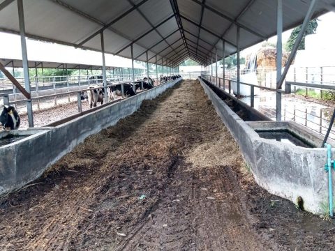 Terreno Venta en Valdivia — Predio Lechero Rio Bueno