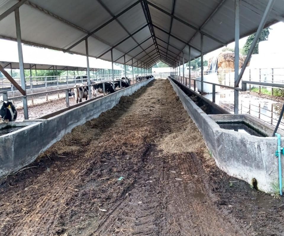 Predio Lechero Rio Bueno