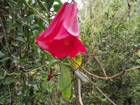 Parcela Venta en Valdivia — Parcela Sector Chabelita