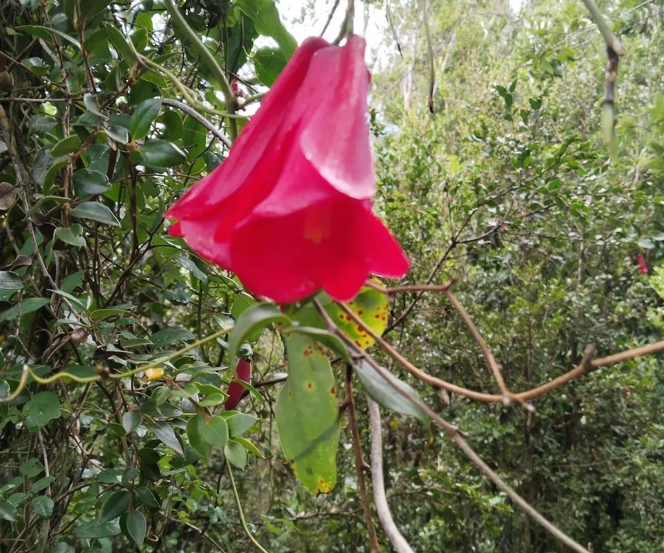 Parcela Sector Chabelita